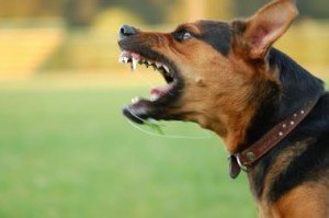A snarling dog