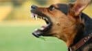 Dog with mouth open aggressively