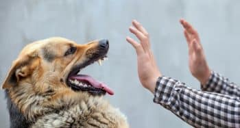 Man being attacked by German Shepherd