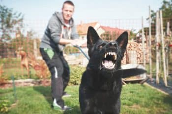 Man Holding Back Attacking Dog