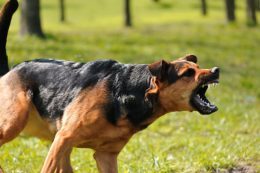 Dog baring teeth about to attack