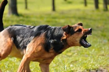 Dog baring teeth about to attack