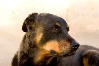 Close up of a rottweiler with its head turned to the side