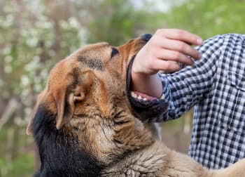 Close-up of a dog biting a man’s arm